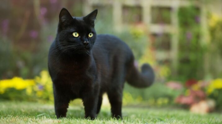 Thấy mèo đen - Giải mã giấc mơ đánh con gì ?